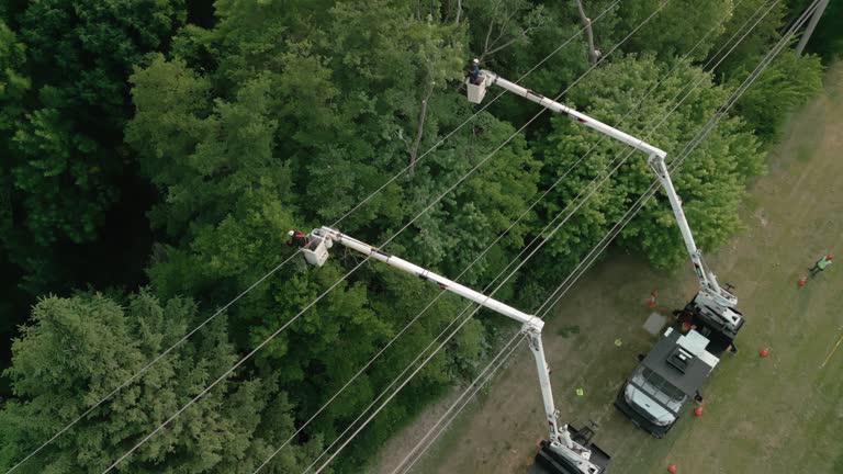 Best Tree Cabling and Bracing  in Ashdown, AR